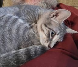 Prince Meowy image 1