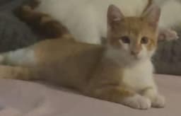 Sunni Jr image 2
