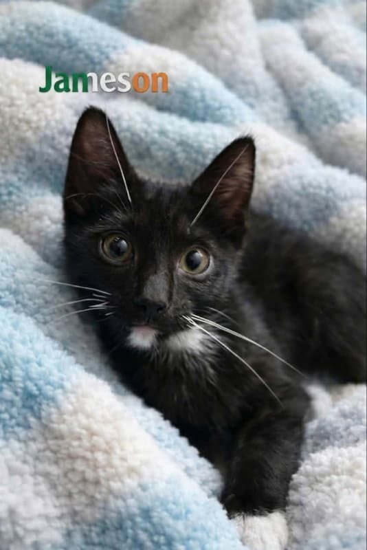 Jameson - Domestic Short Hair