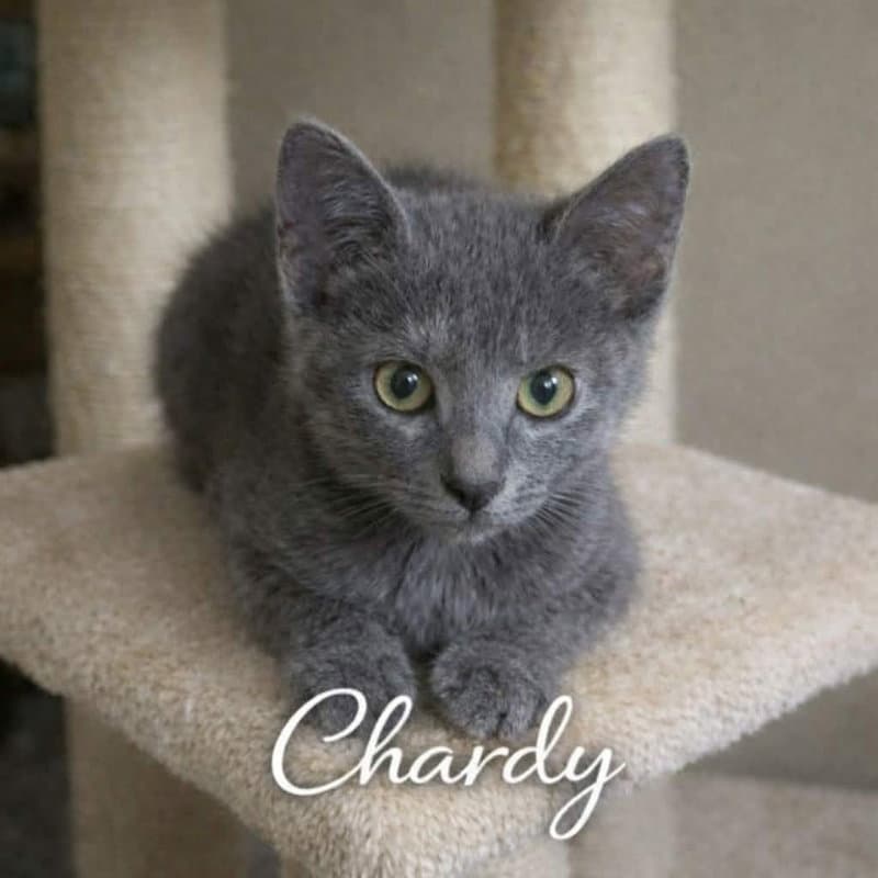 Chardy - Domestic Short Hair
