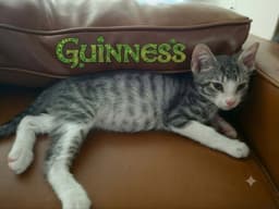 Guinness image 1