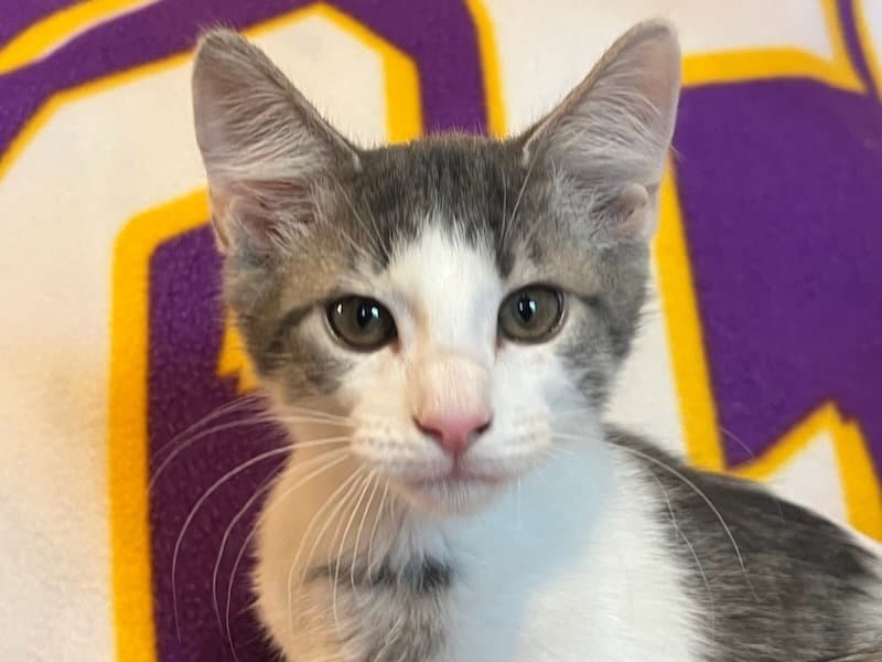 Spot - Tabby
