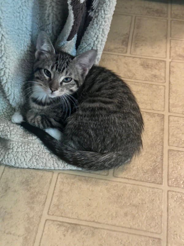 Blakelee - Domestic Short Hair