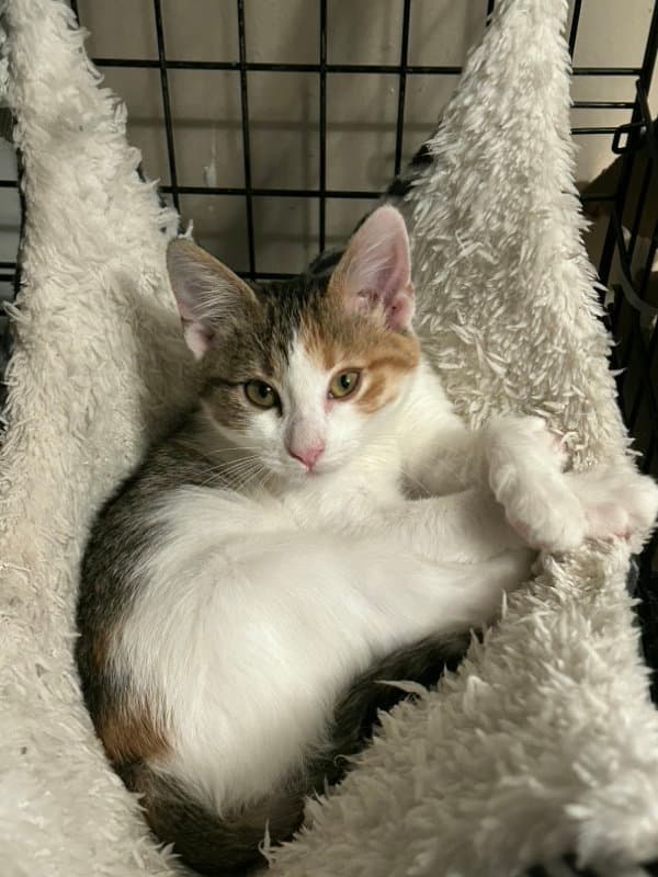 Miley - Domestic Short Hair