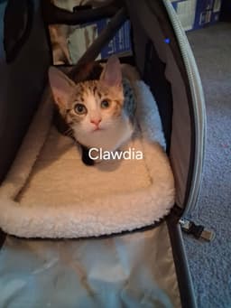 Clawdia image 3