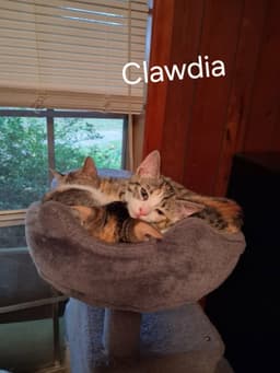 Clawdia image 4
