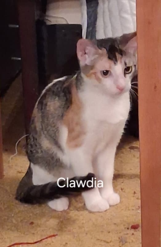 Clawdia - Tabby