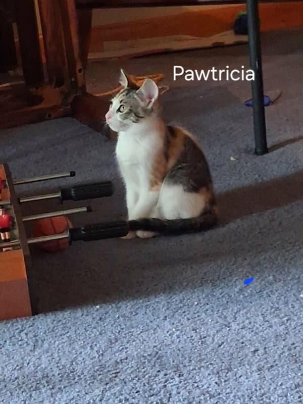 Pawtricia - Calico
