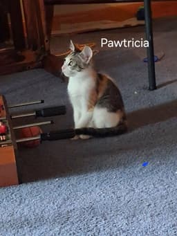 Pawtricia image 2