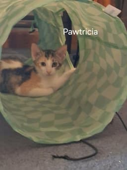 Pawtricia image 3