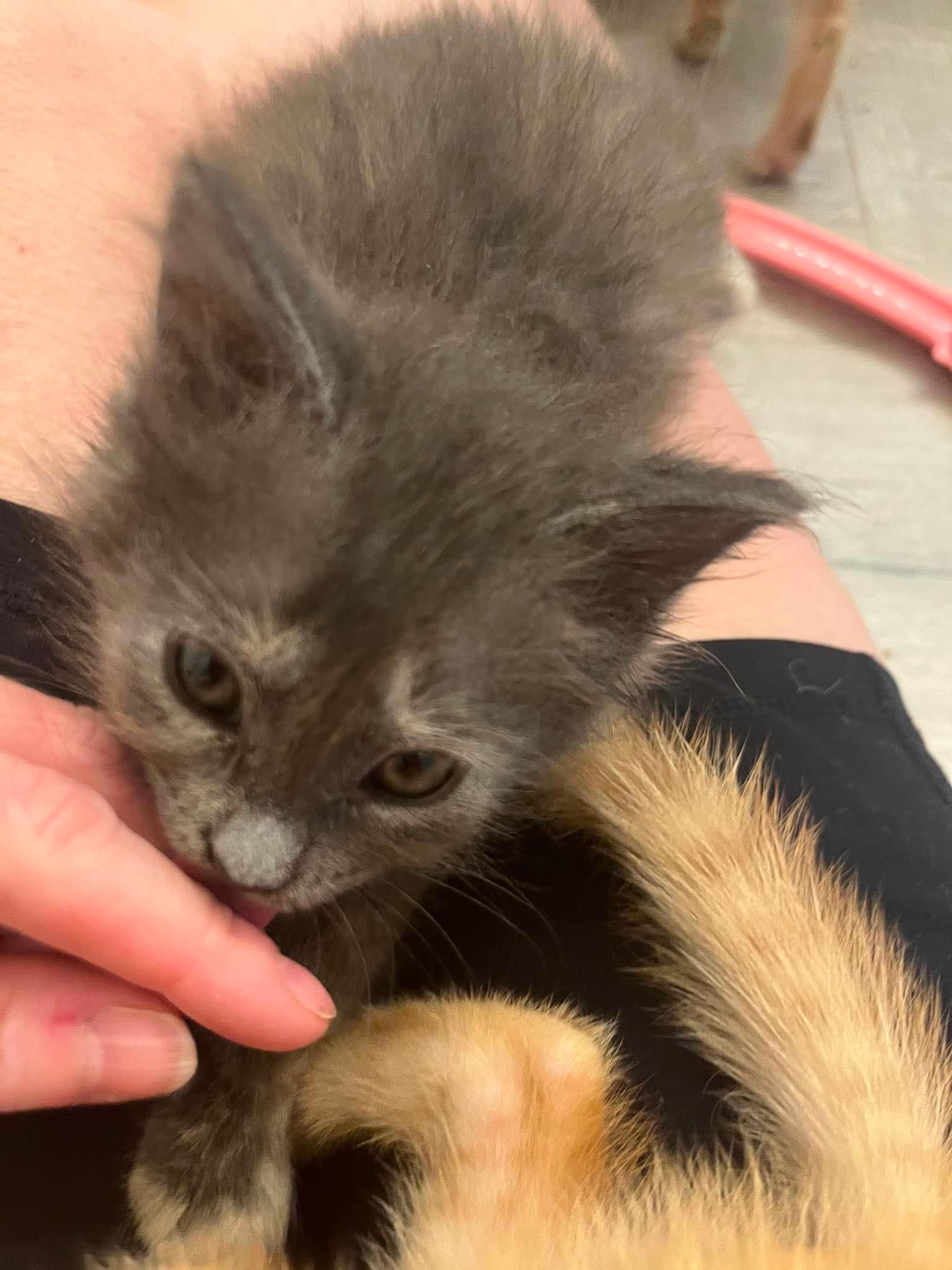 Lavender - Domestic Short Hair