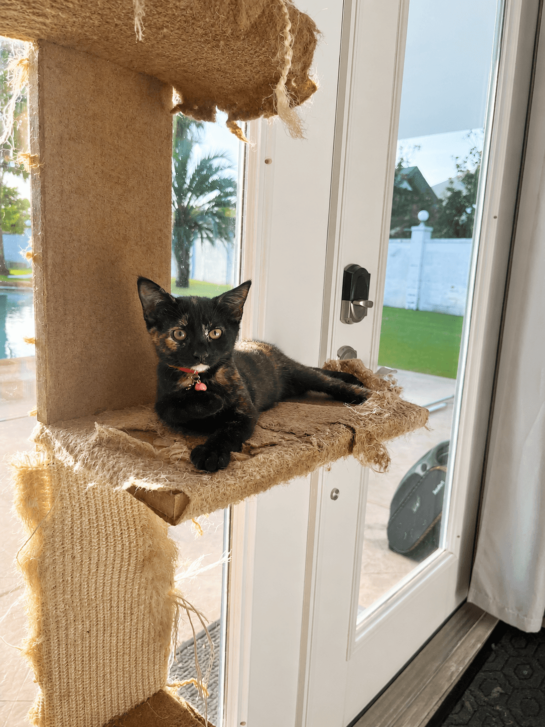 Cumin - Domestic Long Hair
