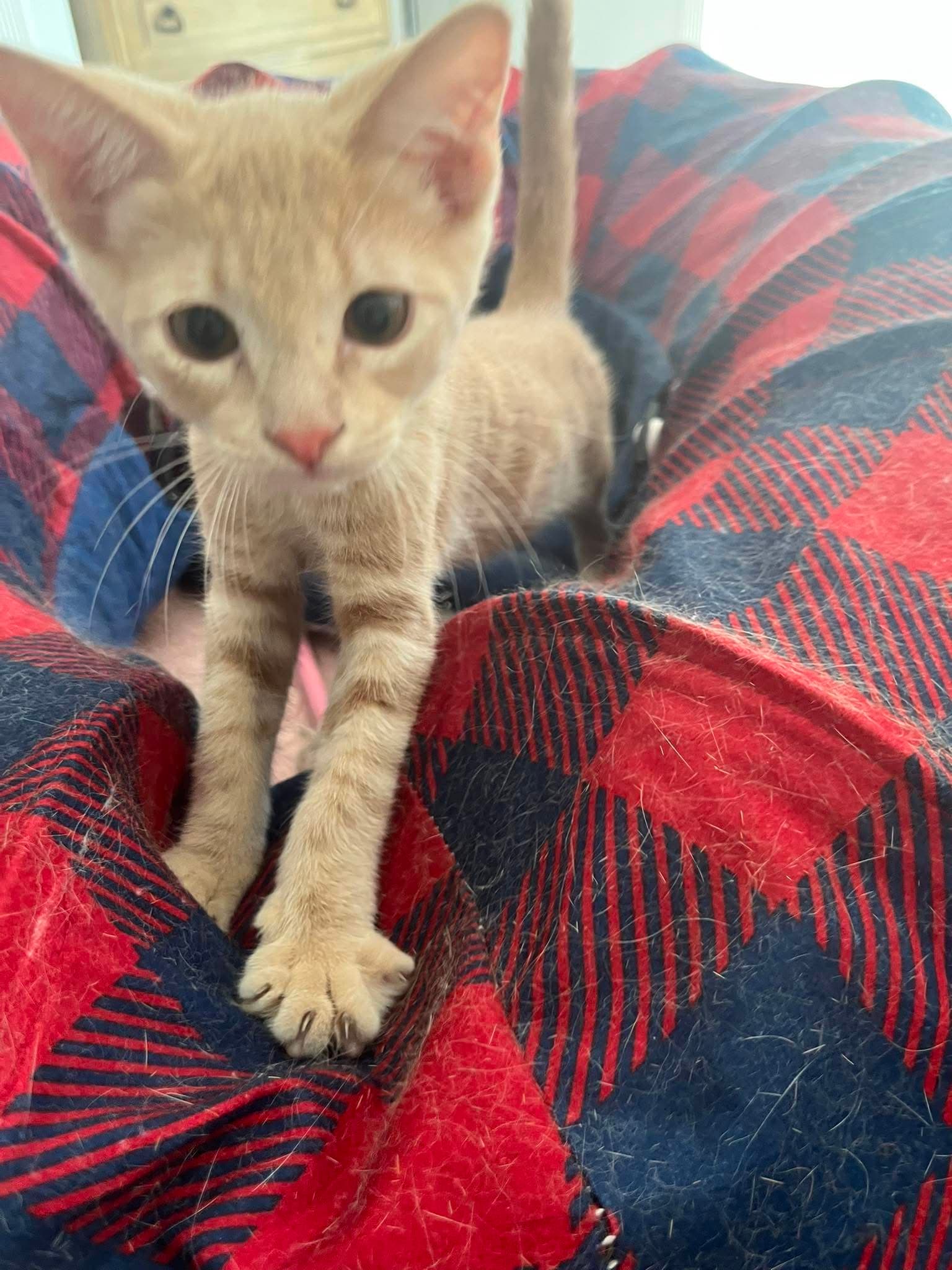 Cayenne - Domestic Short Hair
