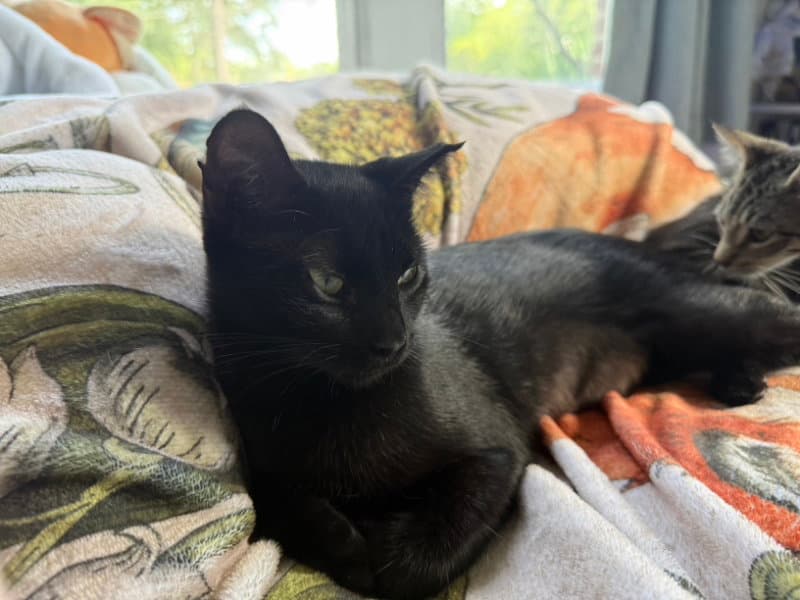 Bella Luna - Domestic Short Hair