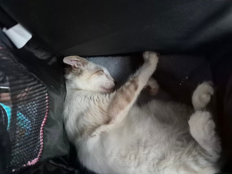 Stefano - Siamese
