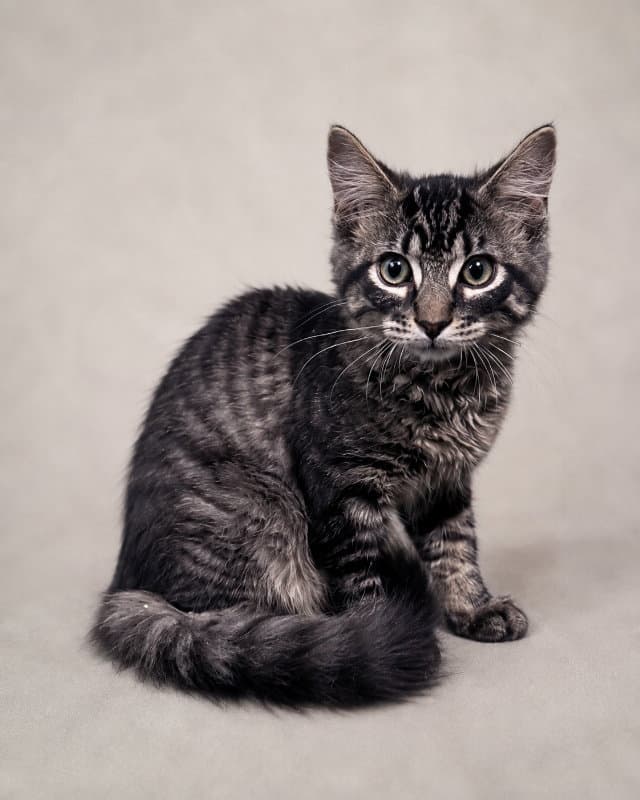 Magnum - Tabby
