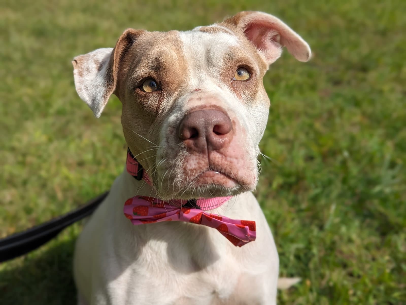 Camina - Pit Bull Terrier