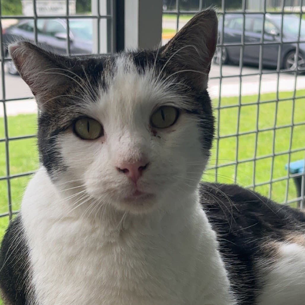 Grasshopper - Domestic Short Hair