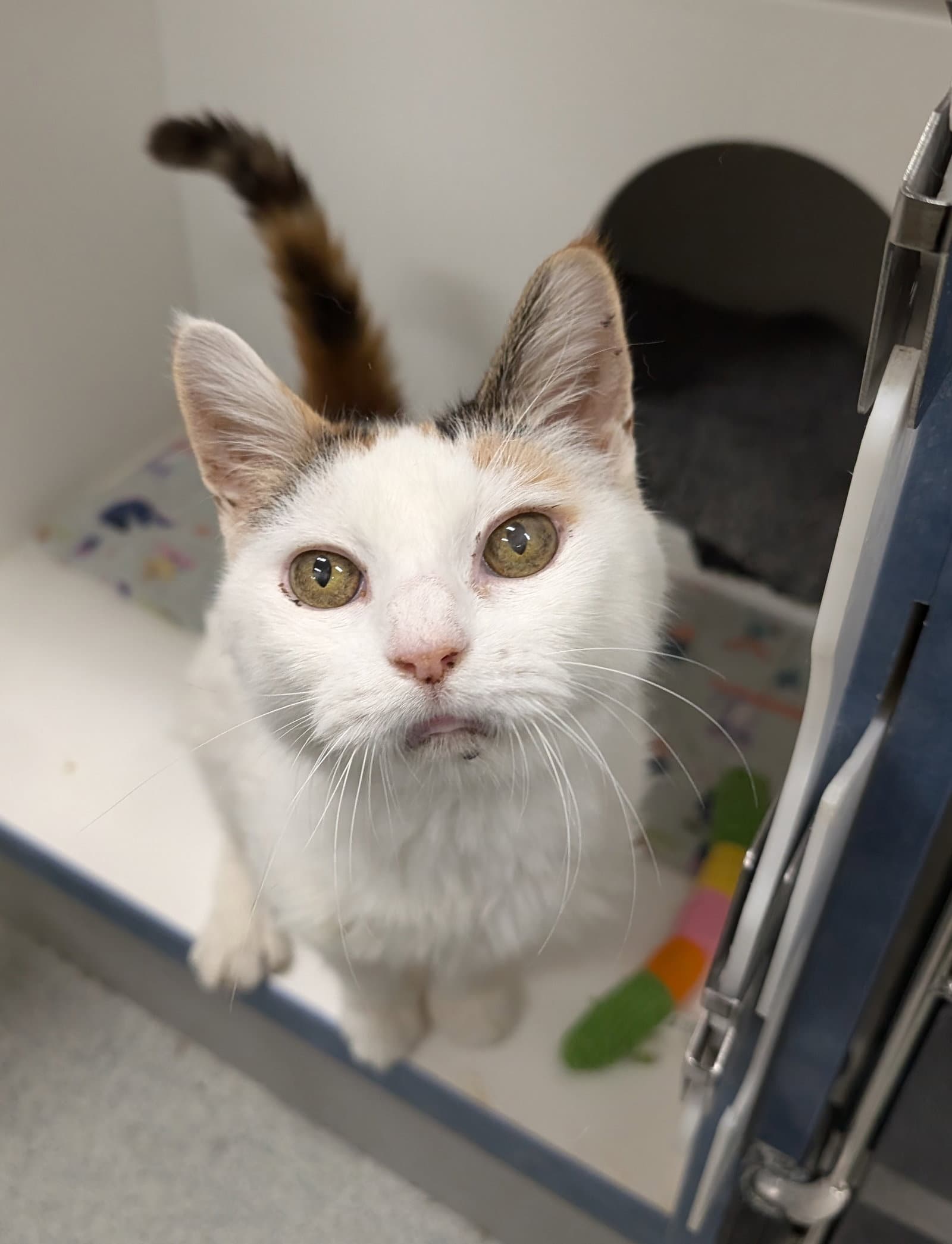 Muffin - Domestic Short Hair