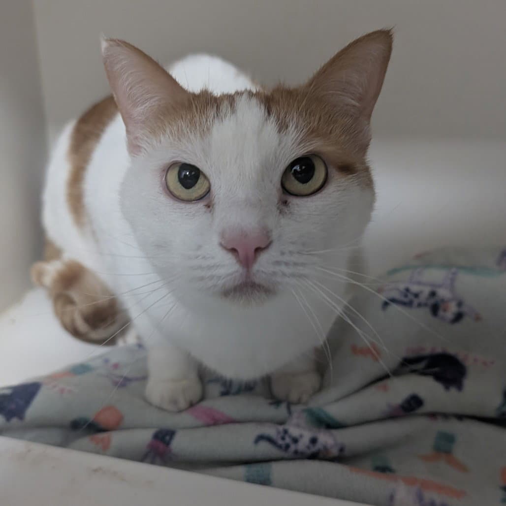 Lily - Domestic Short Hair
