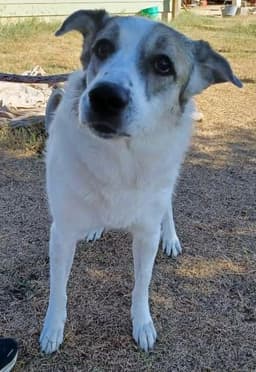 Ms Lady The Great Pyrenees In Texas image 3