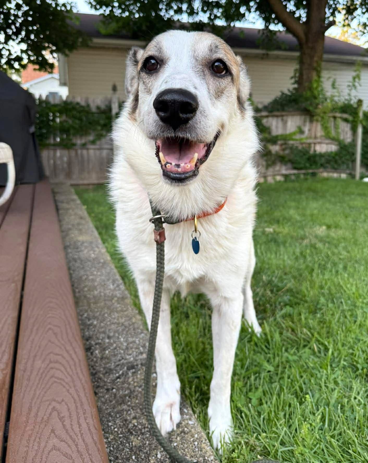 Ms Lady The Great Pyrenees In Texas - Great Pyrenees