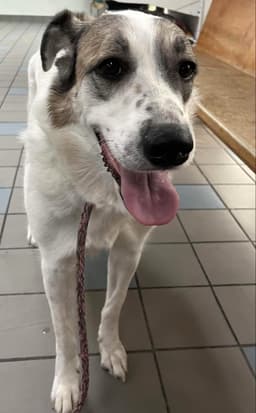 Ms Lady The Great Pyrenees In Texas image 2