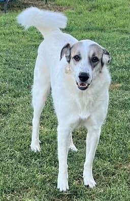 Ms Lady The Great Pyrenees In Texas image 1