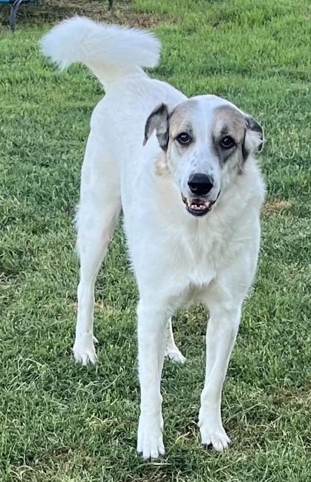Ms Lady The Great Pyrenees In Texas - Great Pyrenees