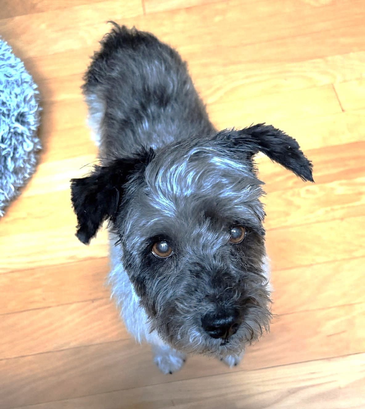 Timothy Tx - Terrier