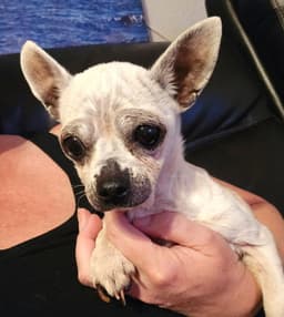 Edna The Spicy Chi Tx image 2