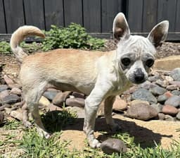 Edna The Spicy Chi Tx image 1