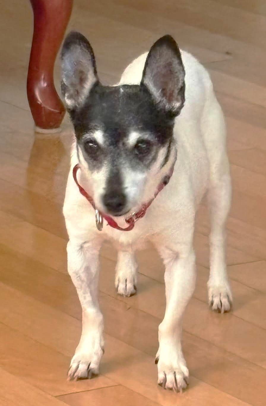Avah Tx - Chihuahua