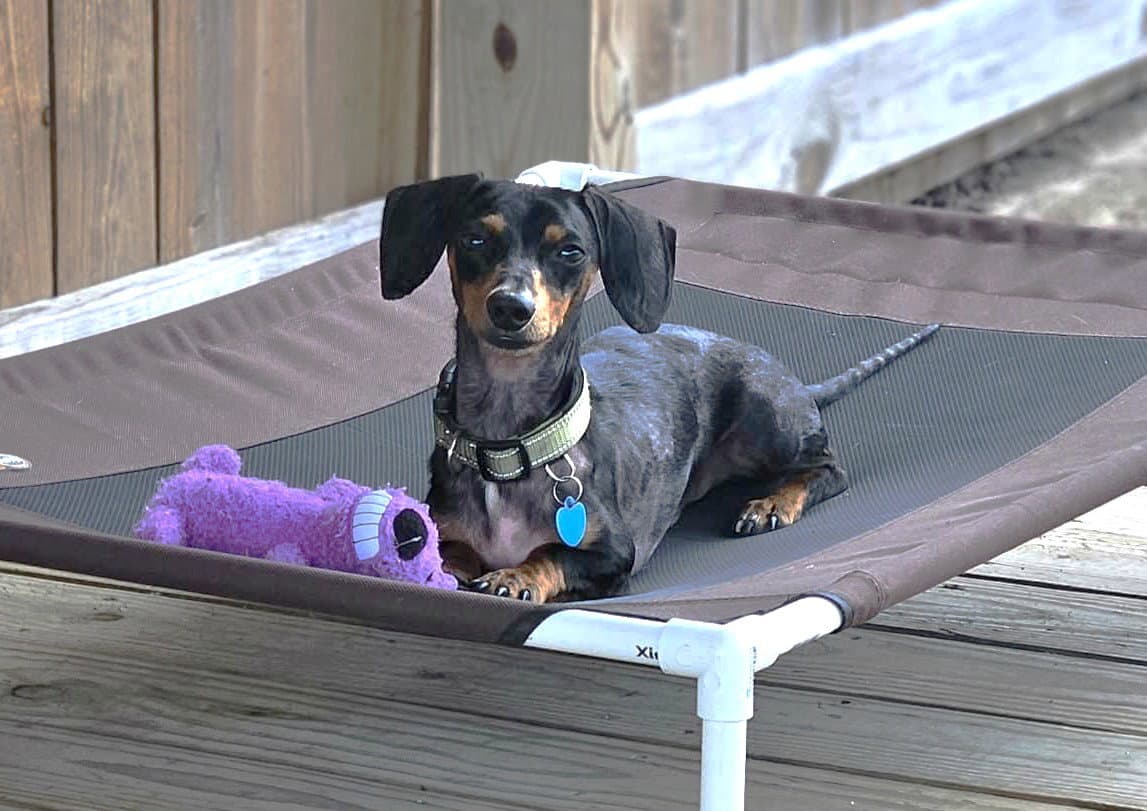 Prospect Pete La - Dachshund