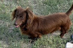 Rexx Doxie Tx image 1