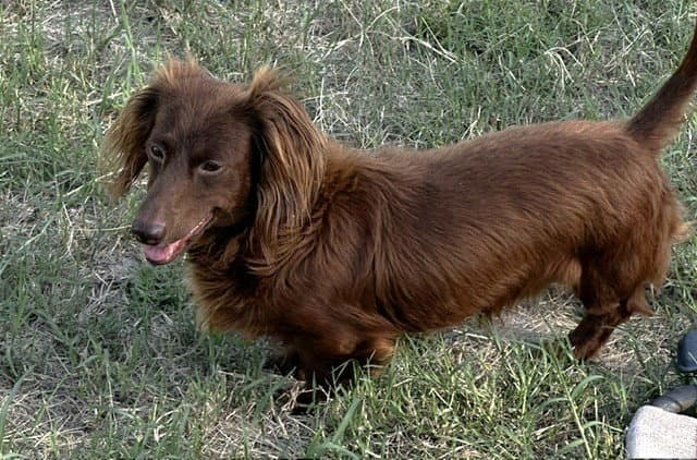 Rexx Doxie Tx - Dachshund