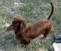 Rexx Doxie Tx image 2