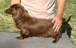 Rexx Doxie Tx image 3