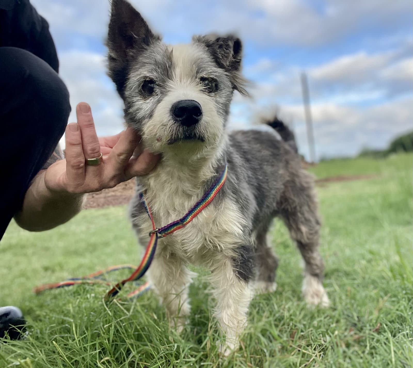 Edelstein Tx - Terrier