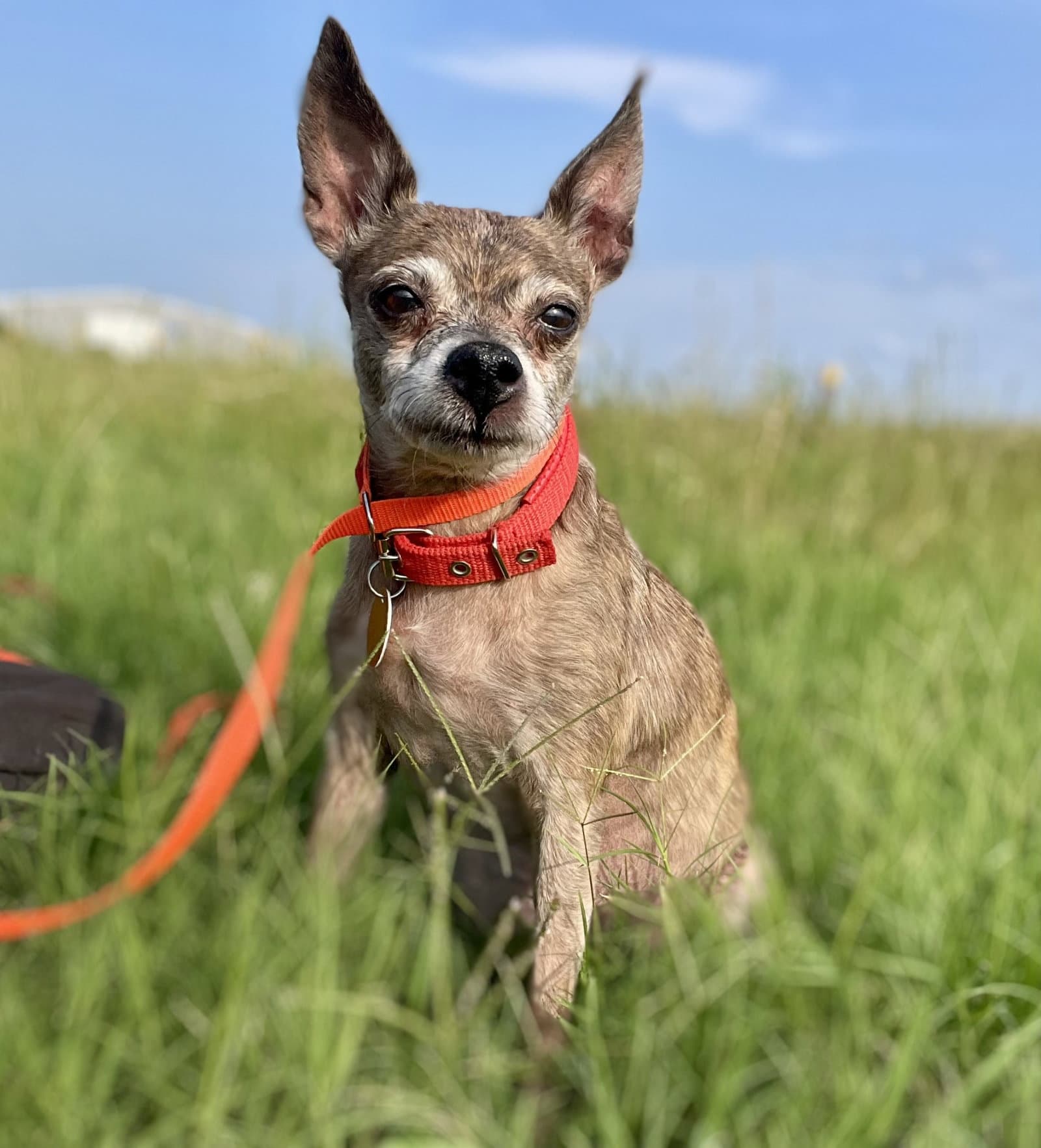 Enid Tx - Chihuahua