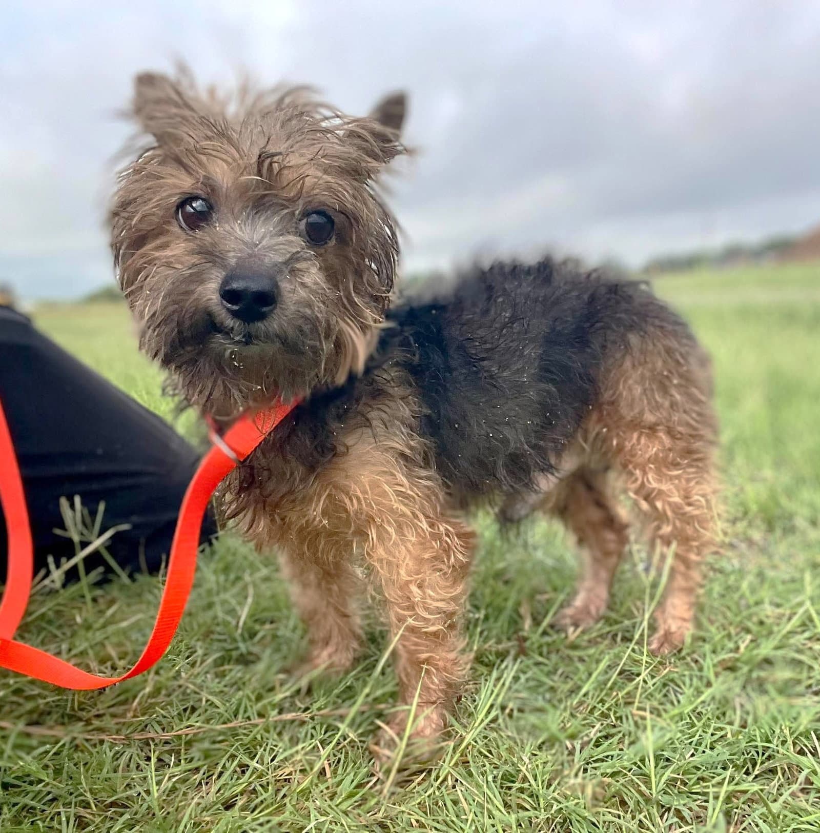 San Marcos Coco Tx - Yorkshire Terrier Yorkie