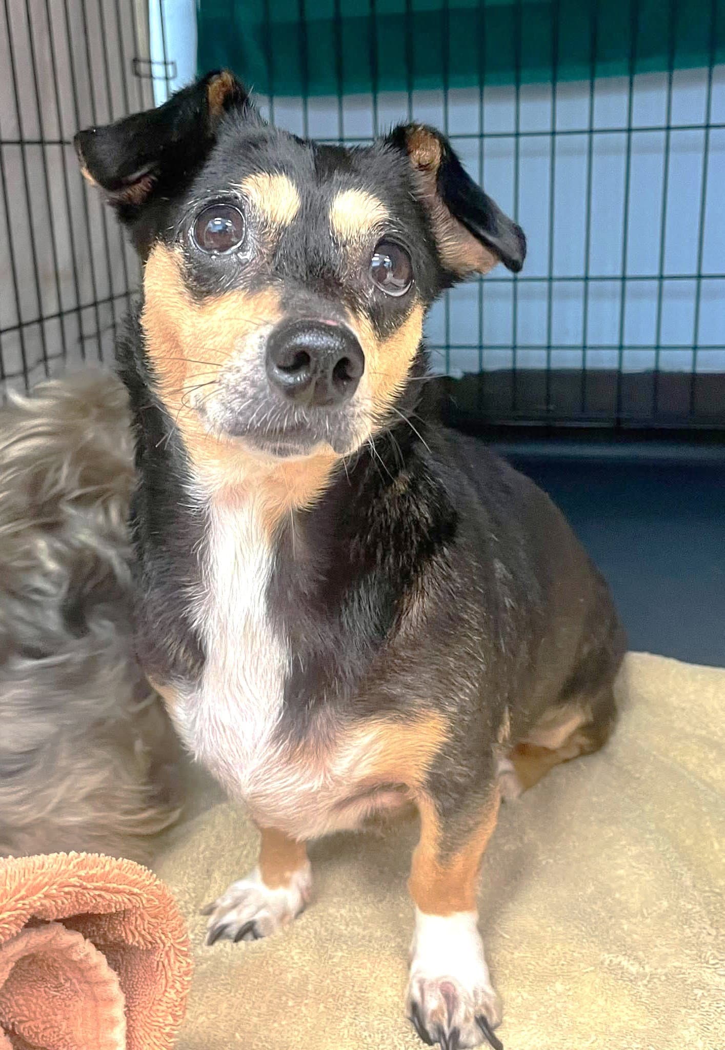 San Marcos Pepper Tx - Chihuahua