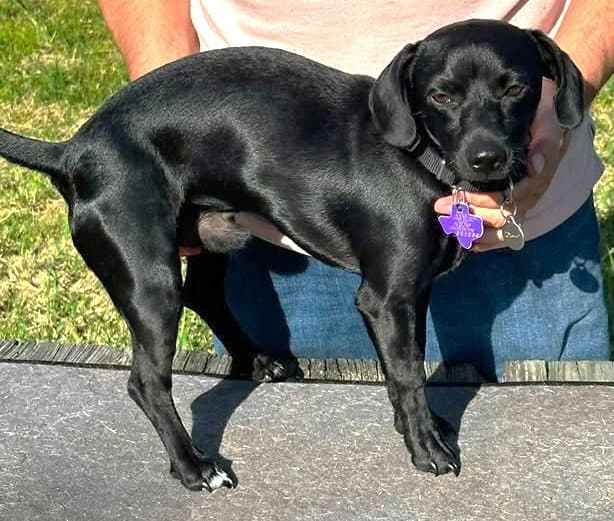 Wralph Tx - Chihuahua