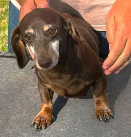 Olivetta Doxie Tx - Dachshund