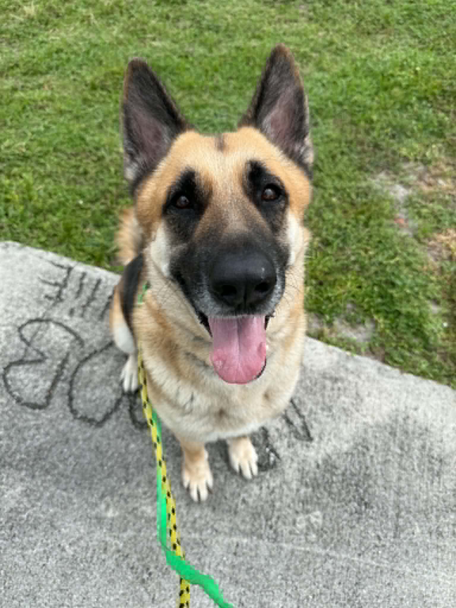 Rex - German Shepherd Dog