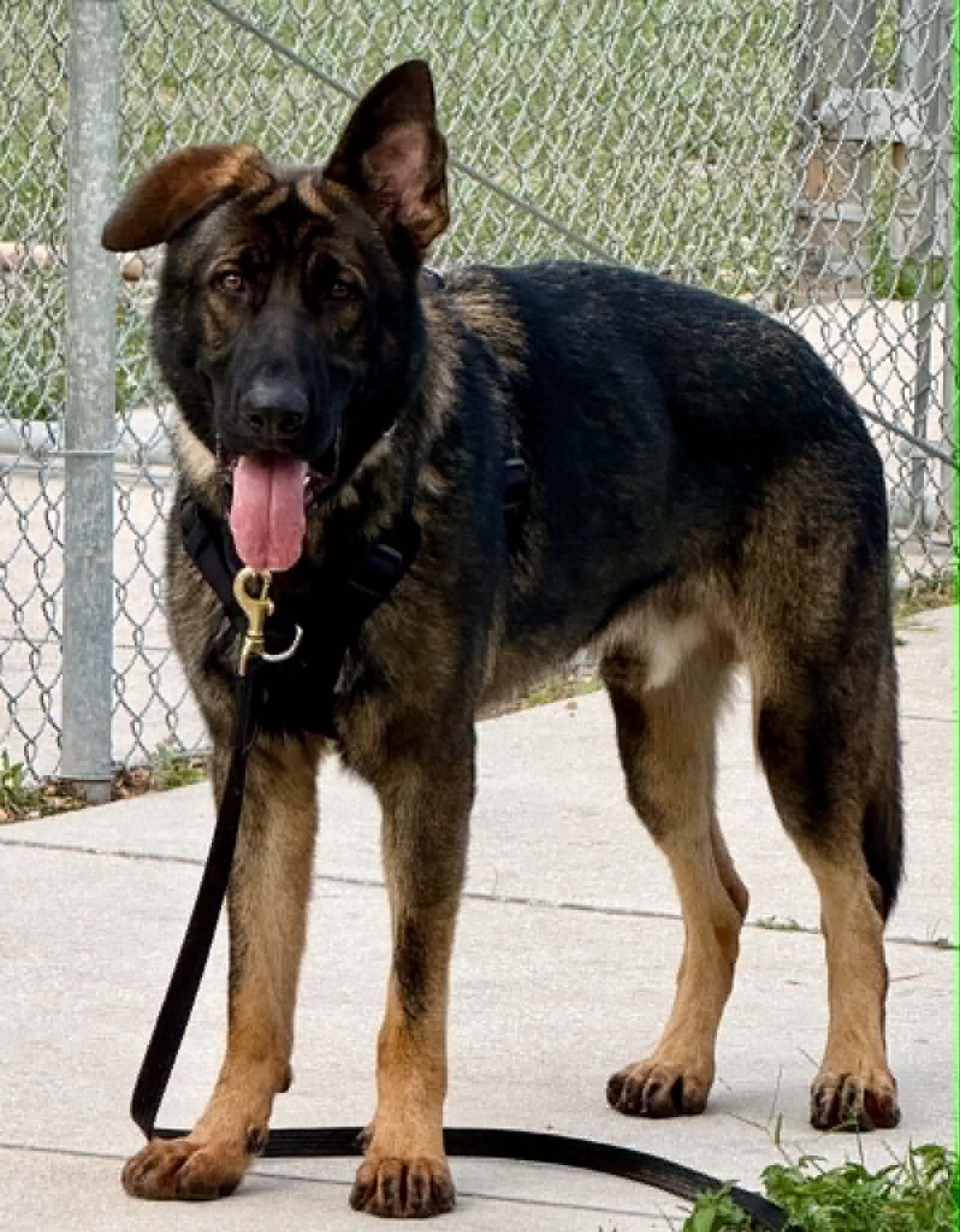 King - German Shepherd Dog