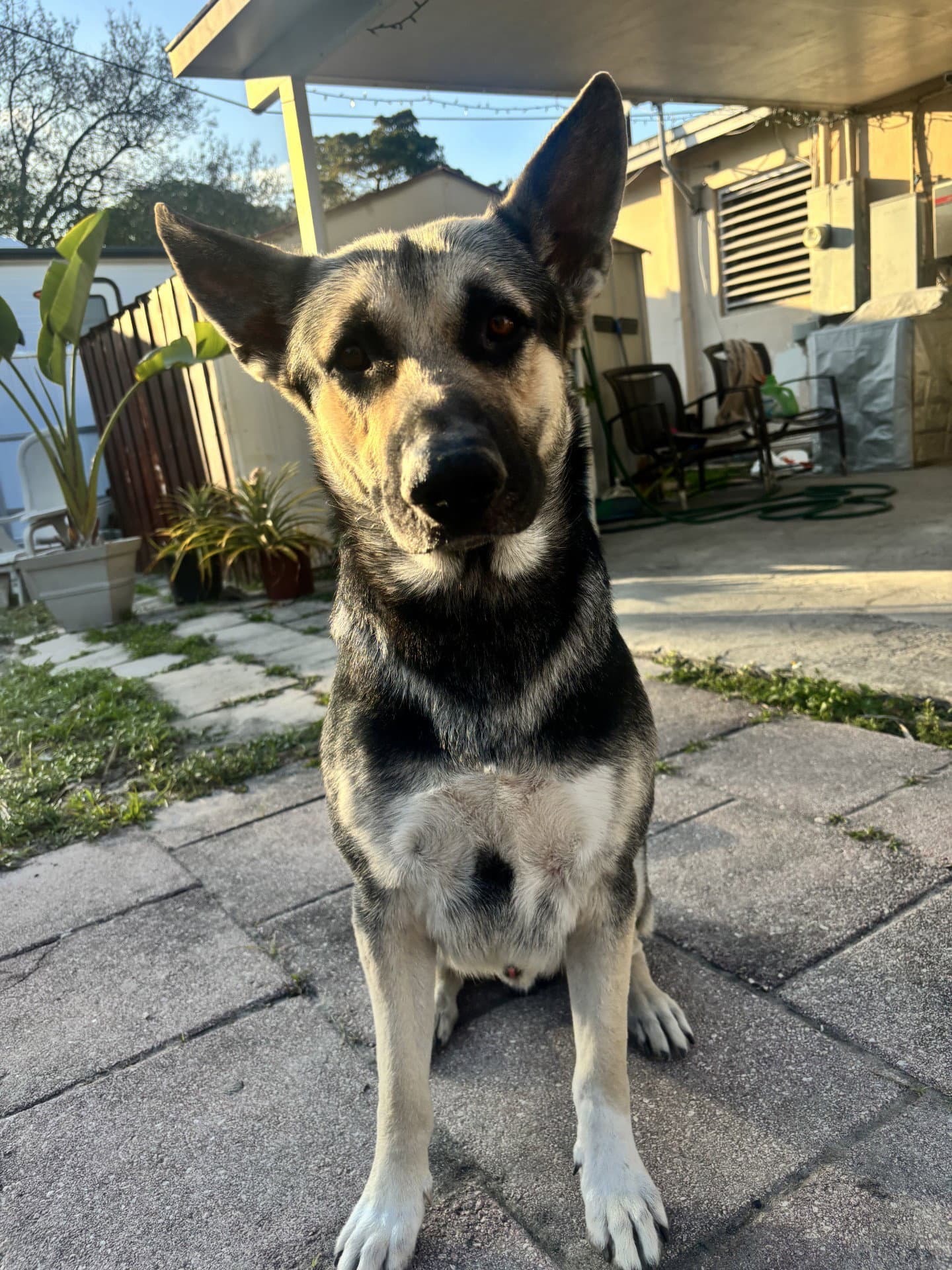 Shadow - German Shepherd Dog