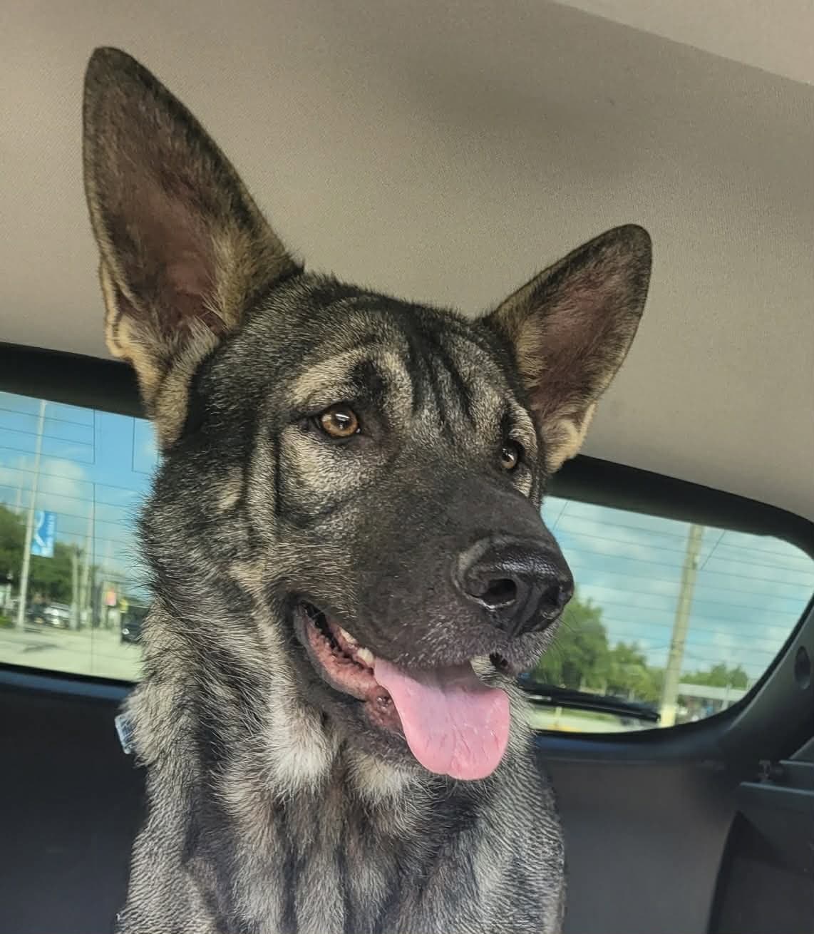 Skie - German Shepherd Dog