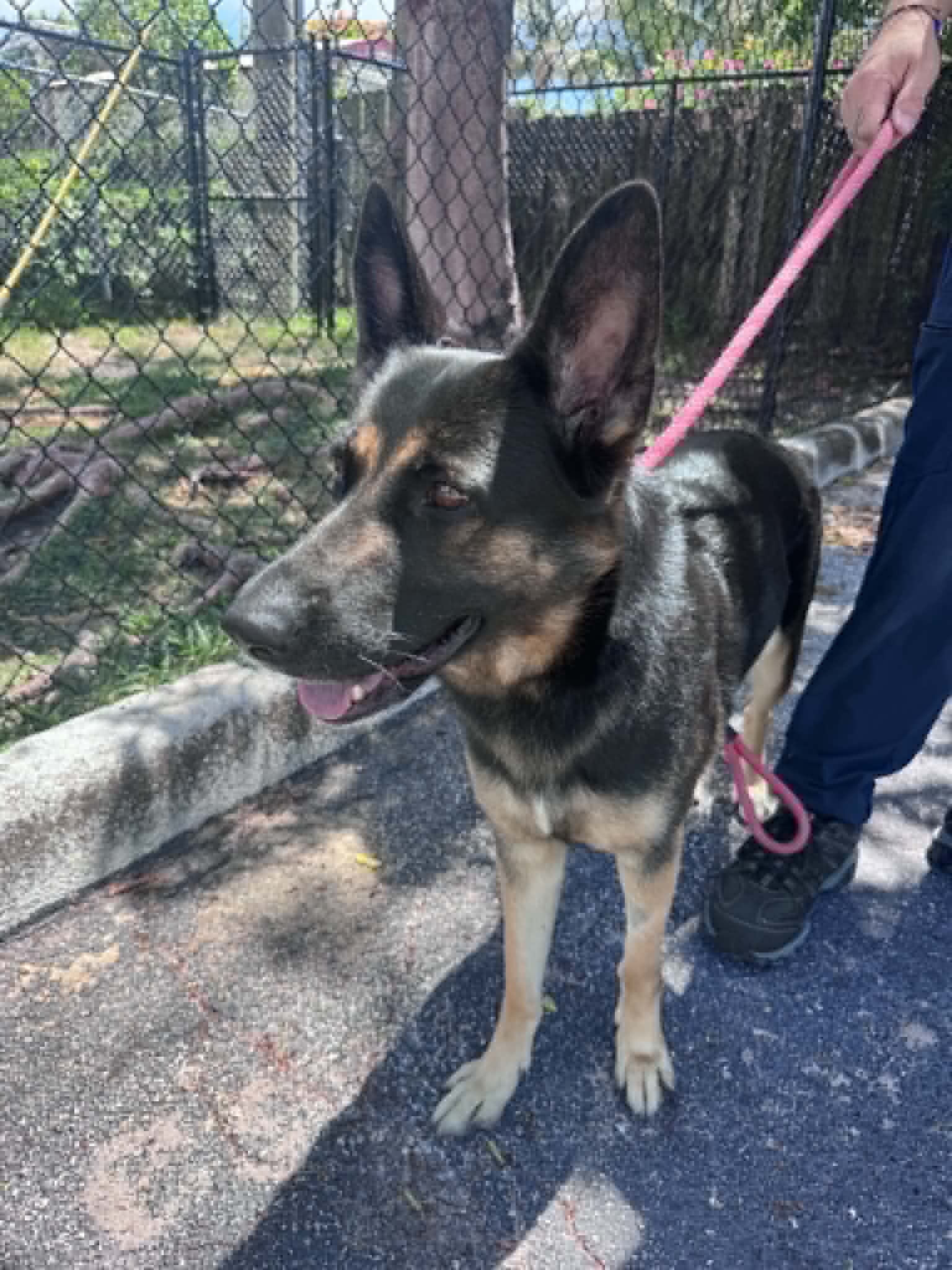 Bella - German Shepherd Dog