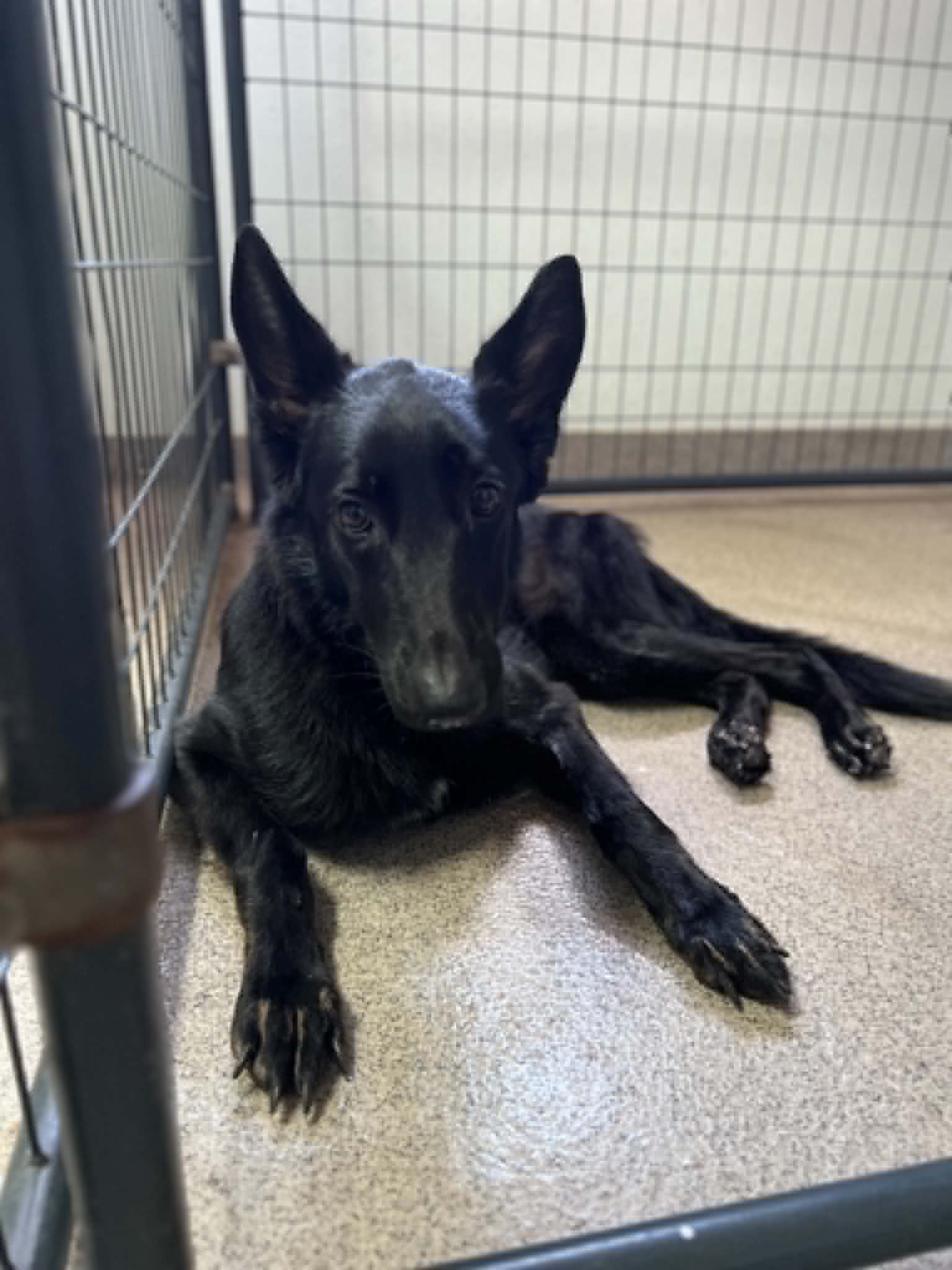 Angel - German Shepherd Dog